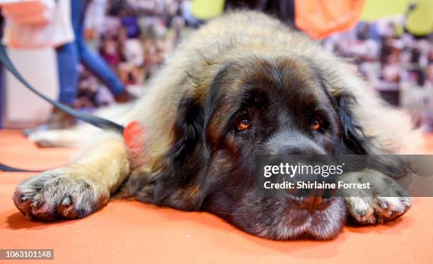 Hagrid the Leonberger at The National Pet Show at NEC Arena on November 03, 2018 in Birmingham, England.