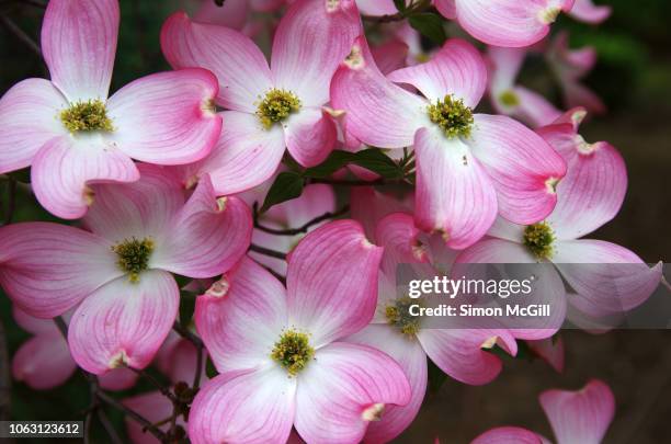 pink flowering dogwood (cornus florida) blooming in springtime - dogwood blossom stockfoto's en -beelden