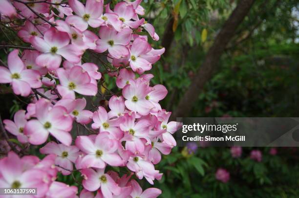 pink flowering dogwood (cornus florida) blooming in springtime - dogwood blossom 個照片及圖片檔