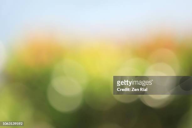 defocused image of a tropical bush with blue sky in the background - foco difuso fotografías e imágenes de stock