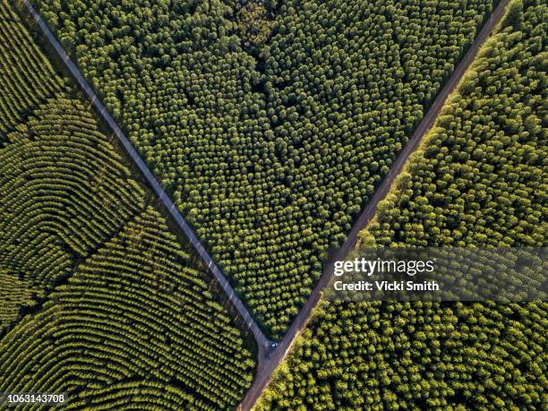 looking down on a pine forest - sunshine coast australia stock pictures, royalty-free photos & images