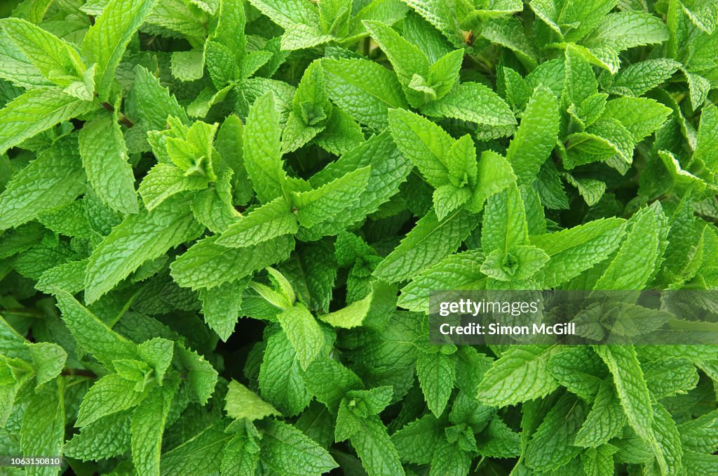 Mint growing in a herb garden
