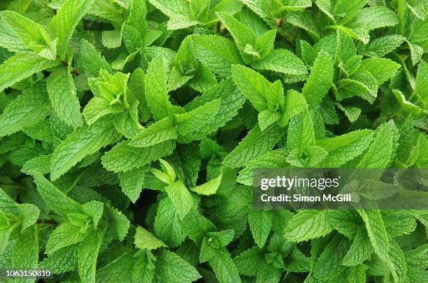 mint growing in a herb garden - mint leaf stock pictures, royalty-free photos & images