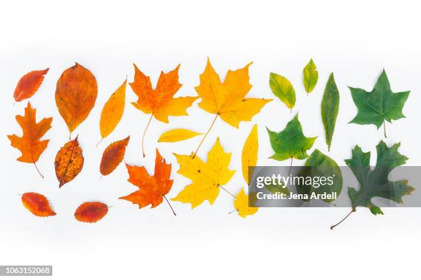 fall leaves on white, fall leaves white background, fall leaves isolated, autumn leaves white background, fall hero image, fall leaves background - vallende bladeren stockfoto's en -beelden