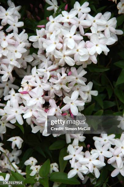 jasmine (jasminum officinale) in flower - jasmin stockfoto's en -beelden