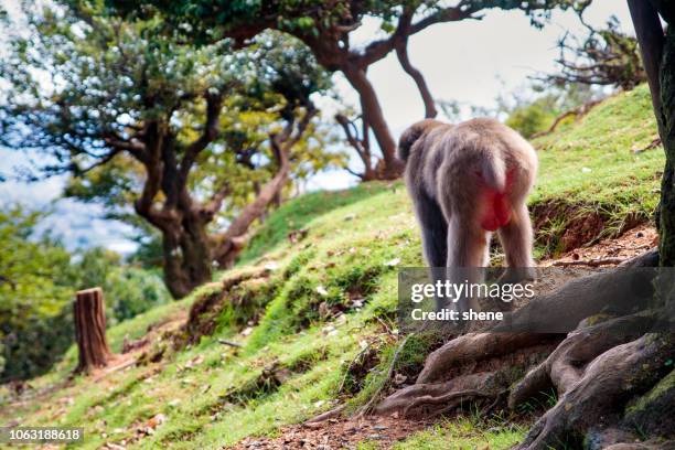 japanese macaque(snow monkey) - 猿 ストックフォトと画像