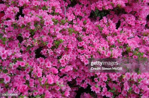 pink azalea bushes in bloom during springtime - azalee stock-fotos und bilder