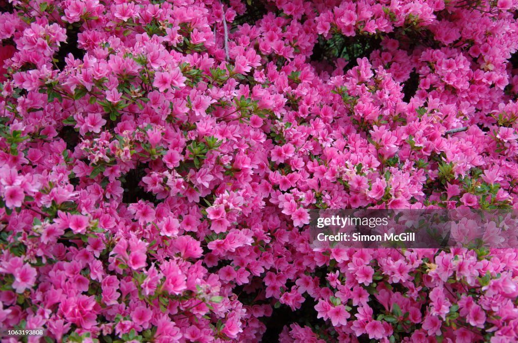 Pink azalea bushes in bloom during springtime