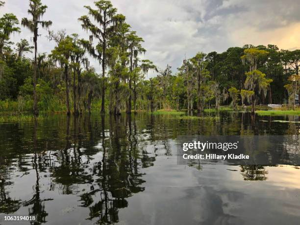 Tree Line Sunset Photos and Premium High Res Pictures - Getty Images