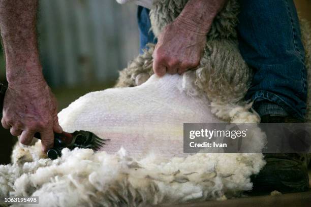 sheaving wool from sheep - jungschaf fell stock-fotos und bilder