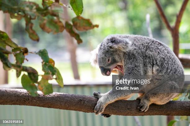 166 Koala Lazy Photos and Premium High Res Pictures - Getty Images