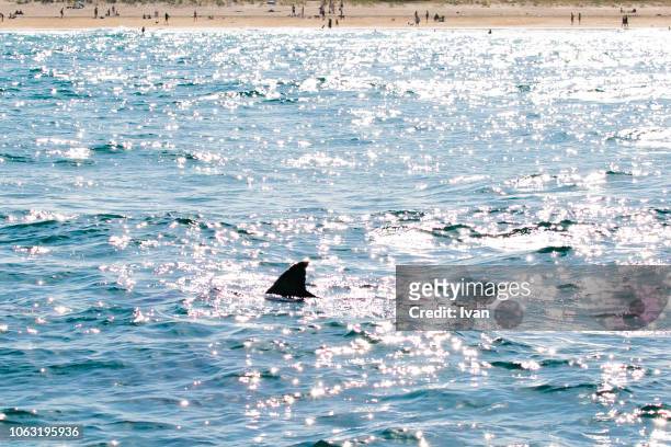 dangerous great white shark appear near the beach, carcharodon carcharias, dorsal fin in water - flipper stock pictures, royalty-free photos & images