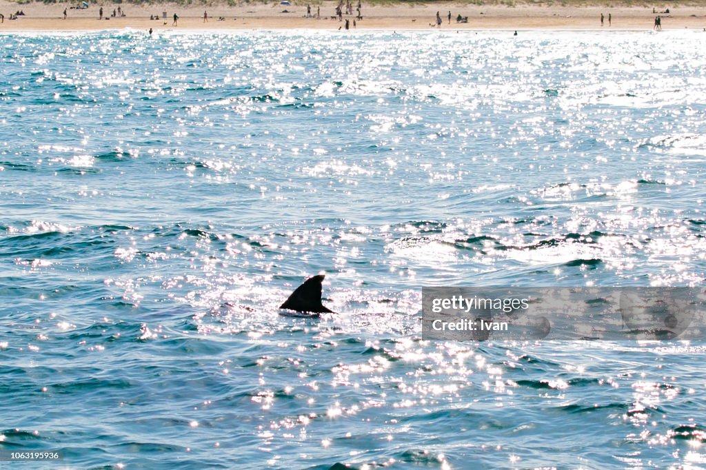 Dangerous Great White Shark Appear Near the Beach, Carcharodon carcharias, dorsal fin in Water