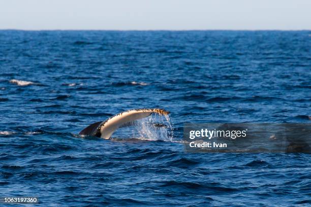 humback whale tale at the surface during sunset - puerto plata imagens e fotografias de stock