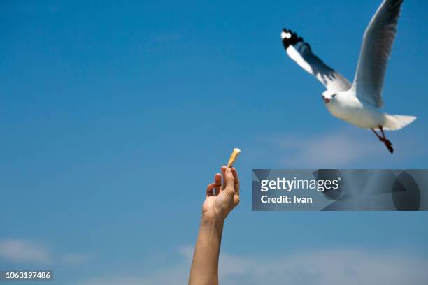 close-up of hand feeding bird against sky - seagull food stock pictures, royalty-free photos & images