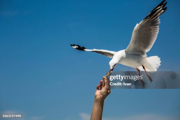 close-up of hand feeding bird against sky - seagull stockfoto's en -beelden
