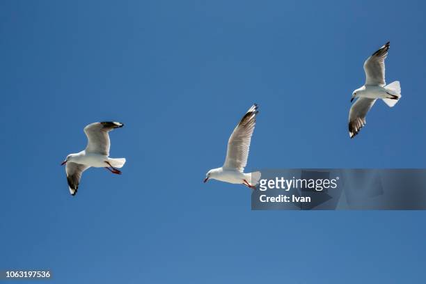 group of seagulls in a clear sunny sky - seagull foto e immagini stock