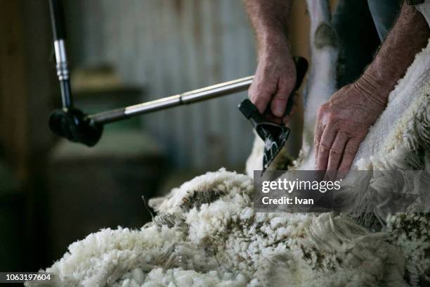 sheaving wool from sheep - wool fotografías e imágenes de stock