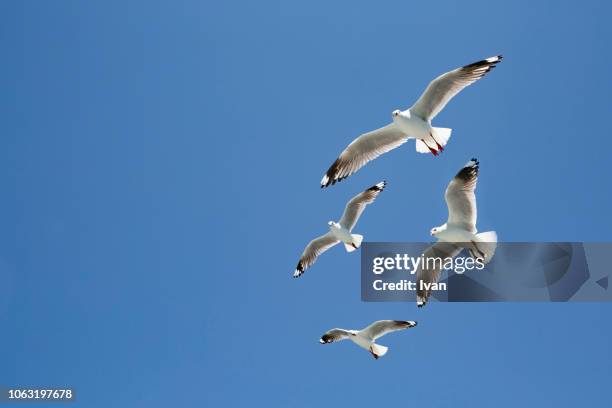 group of seagulls, sea birds, against blue sky - seagull stockfoto's en -beelden