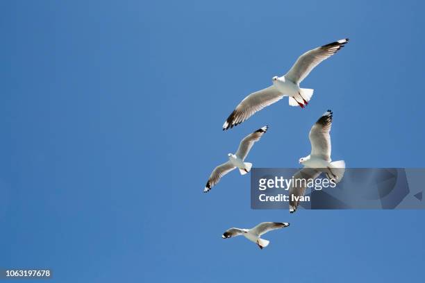 group of seagulls, sea birds, against blue sky - seagull imagens e fotografias de stock