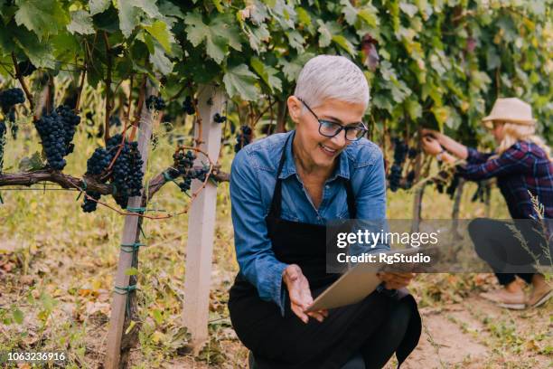 donna anziana che tiene in mano un tablet digitale in un vigneto - azienda vinicola foto e immagini stock