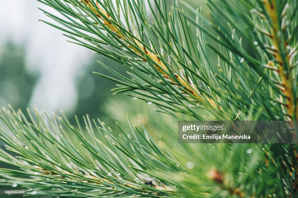 Raindrops on a pine needle
