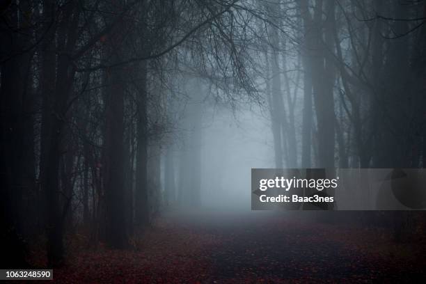 walking in the forest on a dirt road one foggy morning - dark forest fotografías e imágenes de stock