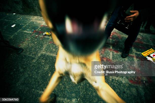 detail of barking dog mouth - german shepherd angry photos et images de collection
