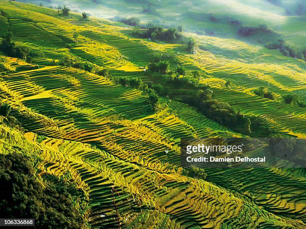ricefield  - yuanyang stock pictures, royalty-free photos & images