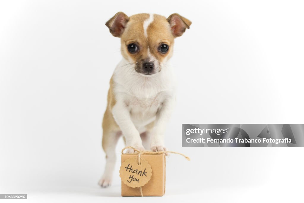 Puppy with a gift
