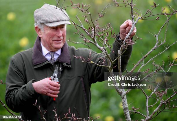 Prince Charles, Prince of Wales at prunes trees during an afternoon walk aroudn the grounds of Dumfries House on May 3, 2018 in Dumfries, Scotland. .