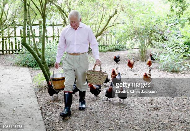 Prince Charles, Prince of Wales feeds his Burford brown and Maran chickens early in the morning at Highgrove House on July 2018 in Tetbury, United...