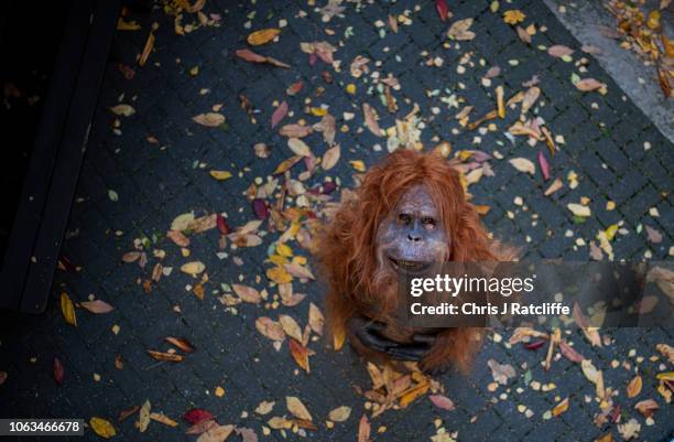 Greenpeace volunteers train for an activism action the next day where they will create a burnt smoldering rain-forest with a lifelike animatronic...