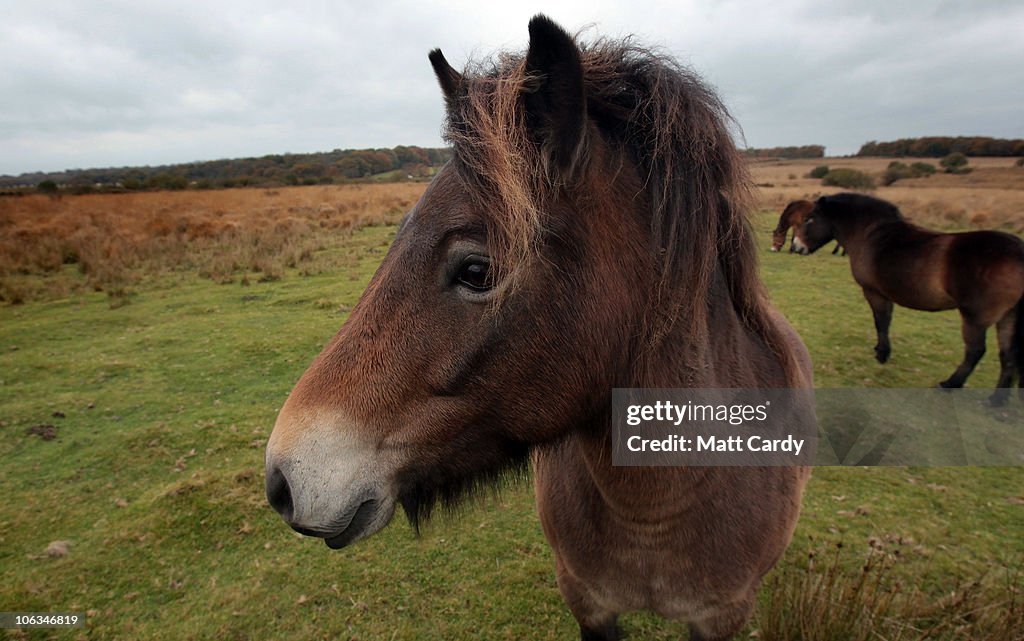 Exmoor Rocked By Killing Of Their Famous Stag