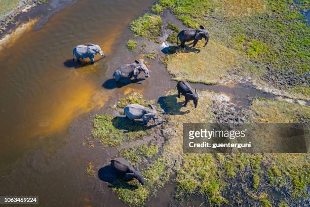 vista aérea de elefantes, delta del okavango, botswana, áfrica - fauna silvestre fotografías e imágenes de stock