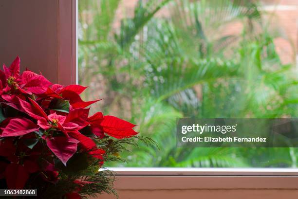 christmas flowers near the window, caribbean. - caracas christmas stock pictures, royalty-free photos & images