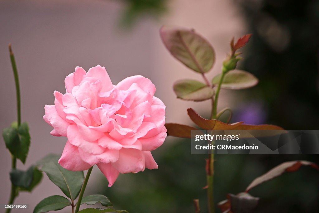 Rose of pink color.