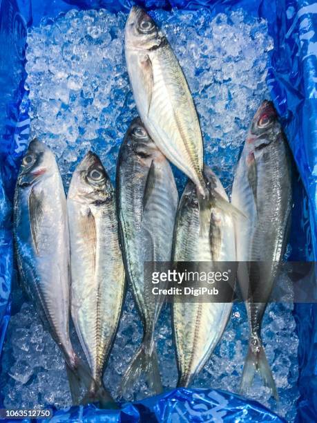 fresh horse mackerel kept in box with ice - trachurus stock pictures, royalty-free photos & images