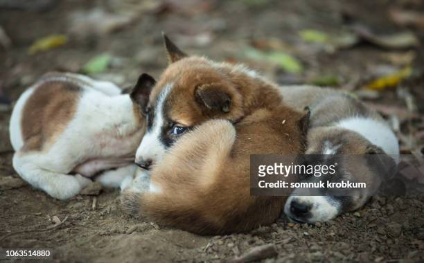 little homeless puppy - perros abandonados fotografías e imágenes de stock