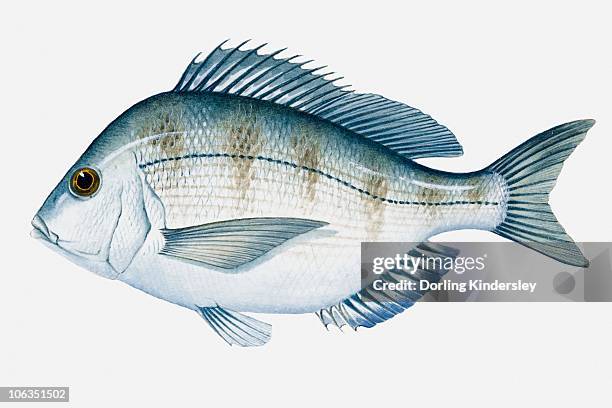Scup Fish Clean 11 Scup Stock Photos, High-Res Pictures, and Images - Getty Images