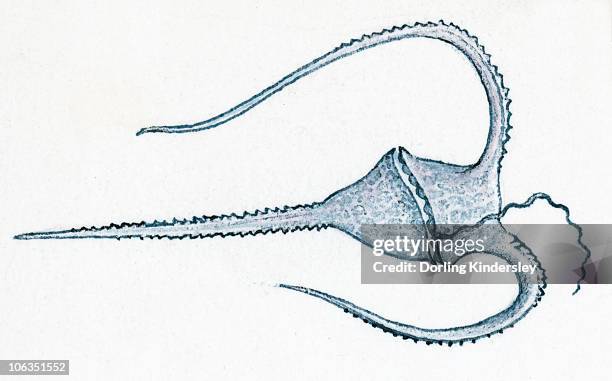 104点のプランクトンイラスト素材 Getty Images 104点のプランクトンイラスト素材 Getty Images