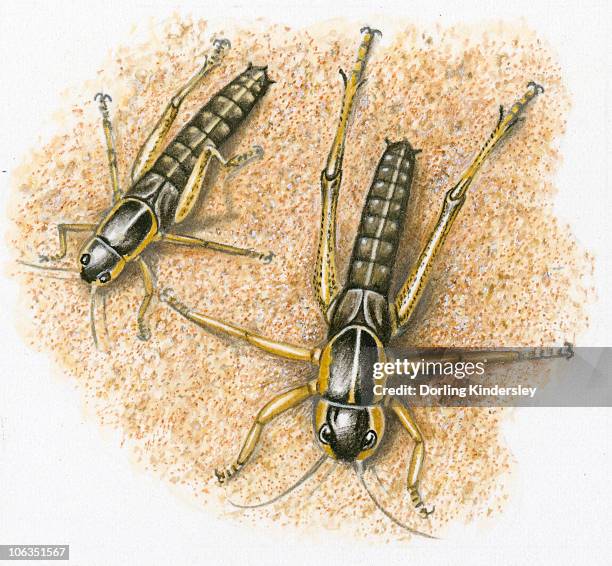 Locust Molt Shell 21 Molting High Res Illustrations - Getty Images