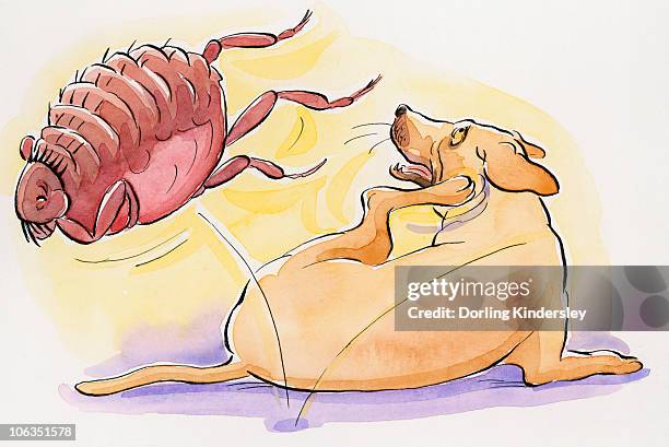 cartoon of dog scratching as flea jumps off its back - fles stock illustrations