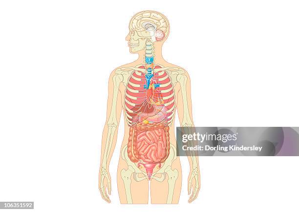illustration of female human body showing skeleton, brain, heart, lungs, digestive system, and uterus - internal organ stock illustrations
