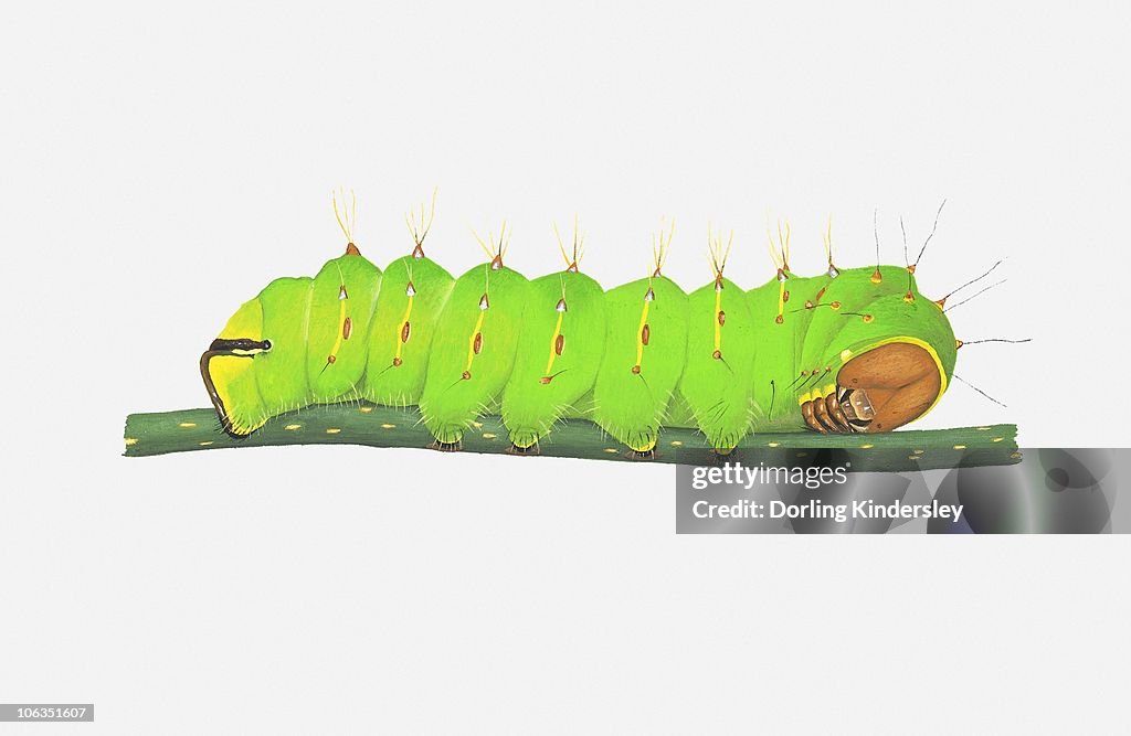 Illustration of Polyphemus Moth (Antheraea Polyphemus) caterpillar on stem