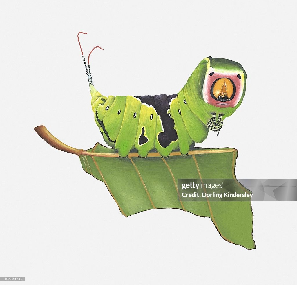 Illustration of Puss Moth (Cerura vinula) caterpillar on stem