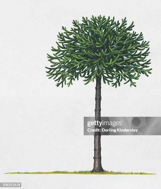 illustration of araucaria araucana (monkey puzzle) tree - monkey puzzle tree stock illustrations