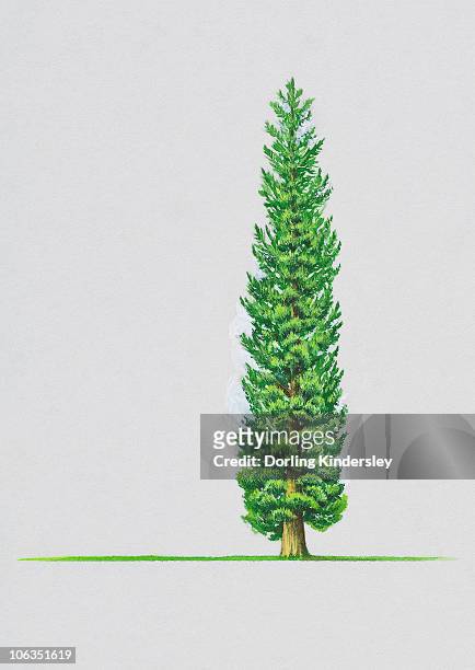 stockillustraties, clipart, cartoons en iconen met illustration of chamaecyparis thyoides (white cypress) tree - cedar tree
