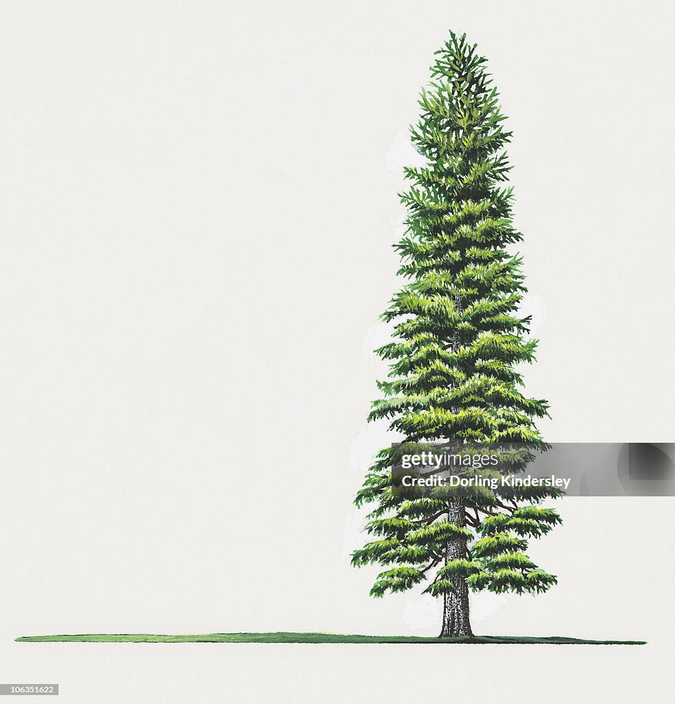 Illustration of Abies concolor (Colorado Fir) fir tree