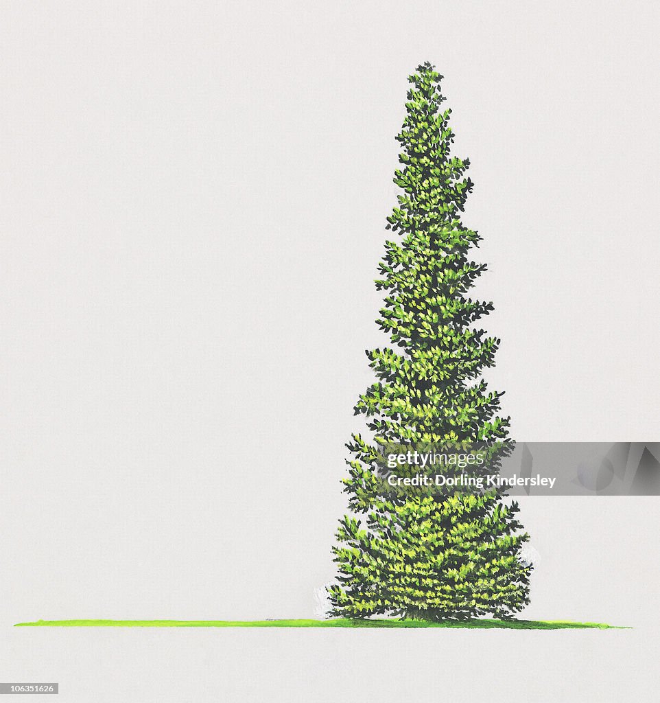 Illustration of Picea mariana (Black Spruce) tree with green leaves